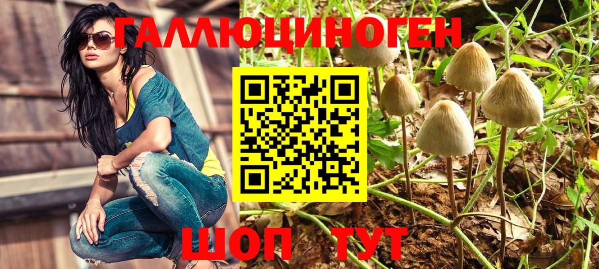 Псилоцибиновые грибы Cubensis  Псилоцибиновые грибы GOLDEN TEACHER  Россия  Вход с VPN 